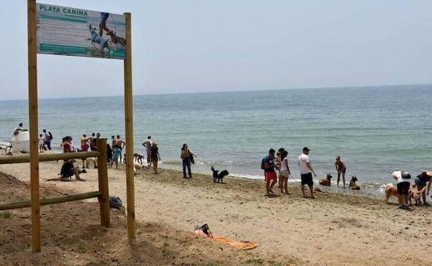 Hunde und Besitzer an der Playa Canina Ventura del Mar in Nueva Andalucía, Marbella